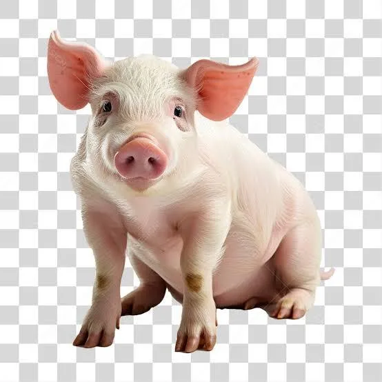 Imagem da campanha AÇÃO DO DAVI, estou realizando o sorteio de um suíno com mais de 90 quilos, avaliado em mais de R$ 1.500,00