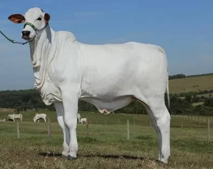 Imagem da campanha RIFA PREMIADA