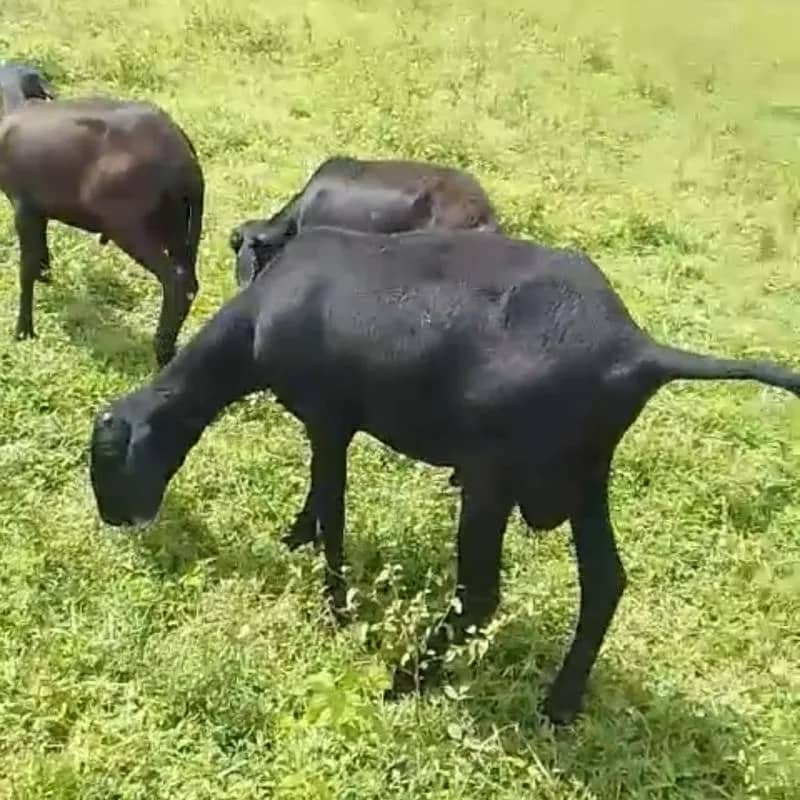 Imagem da campanha Rifa de um carneiro