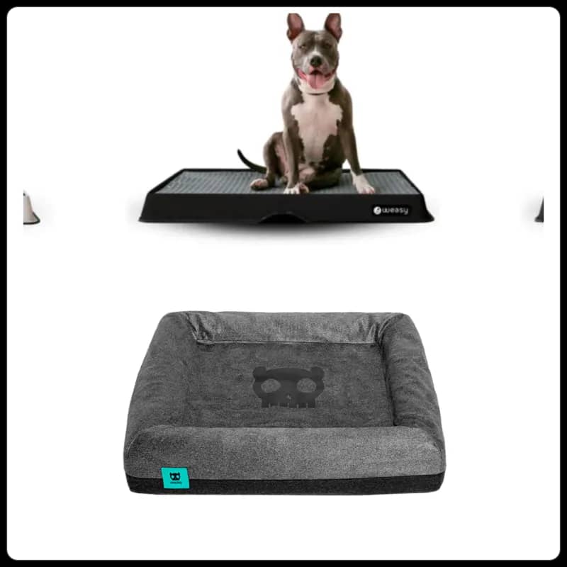 Imagem da campanha Sos animais de rua 🐾