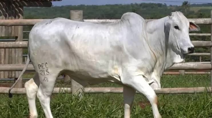 Imagem da campanha Concerto R3