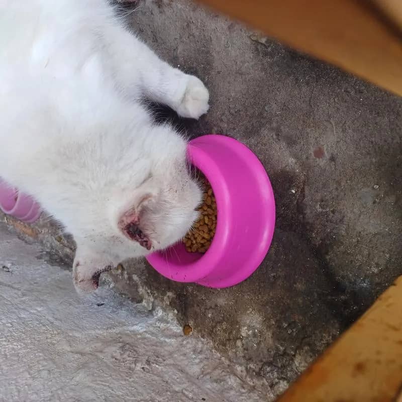 Imagem da campanha Salvando a branquinha