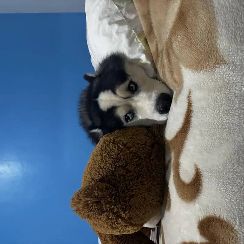 Imagem da campanha rifa pra ajudar o thor