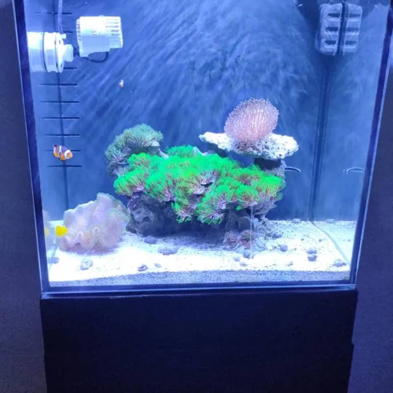 Imagem da campanha Aquario Marinho Cubo 50x50 Completo