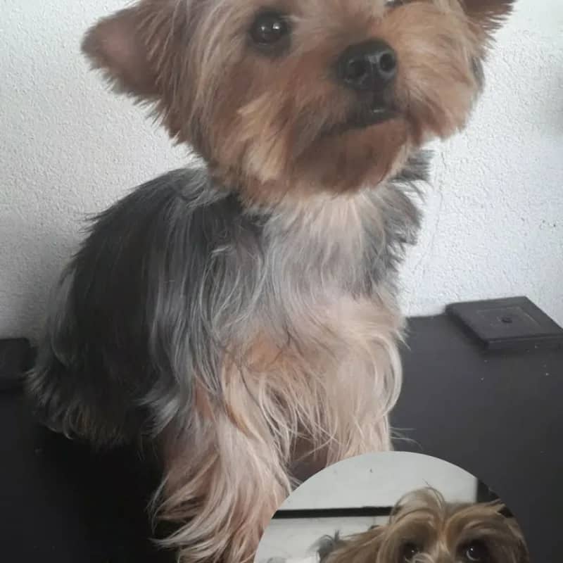 Imagem da campanha Ajudar Malu com um tumor na mama com cirurgia,exames…