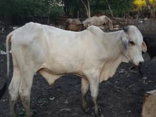 Imagem da campanha Ajude o amigo Eduardo,foi assaltado em Arapiraca e teve seu carro roubado