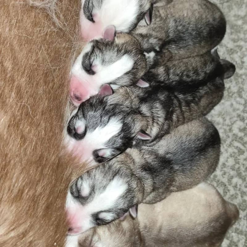 Imagem da campanha Husky Siberiano