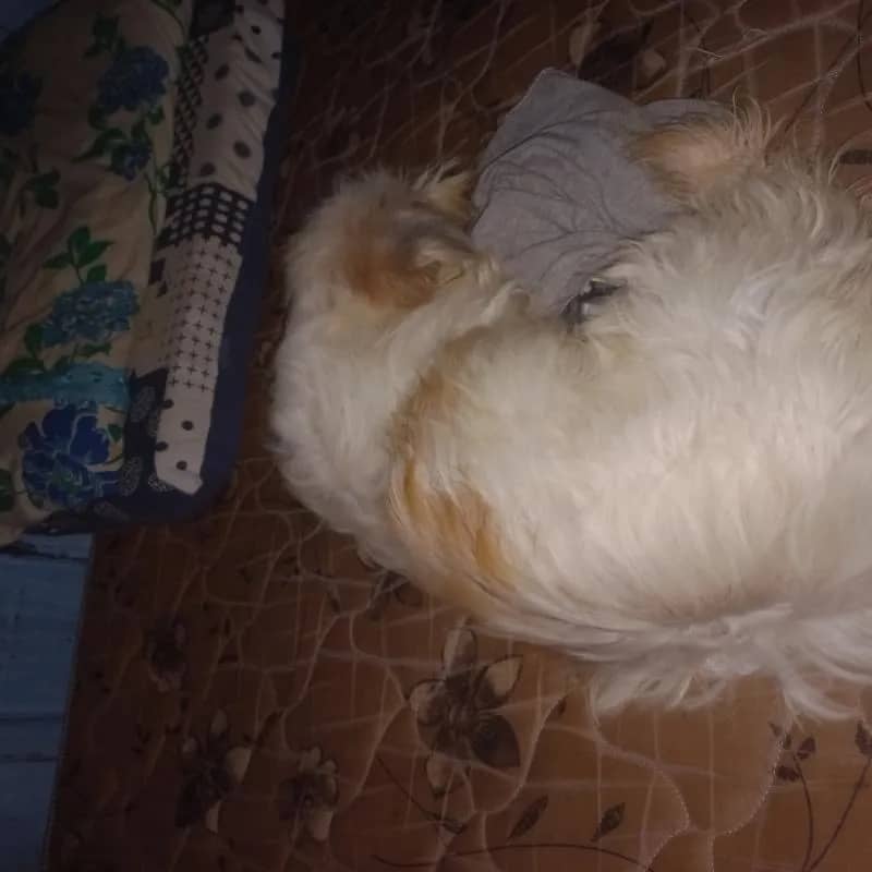 Imagem da campanha Arrecadar para o tratamento dela q foi atropelada