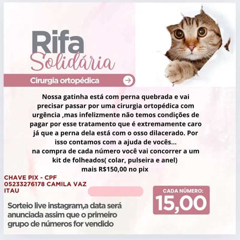 Imagem da campanha Cirurgia ortopédica de uma gatinha que está com a perna dilacerada