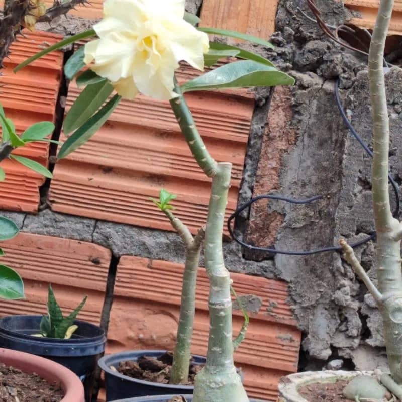 Imagem da campanha Para pagar  meu IPTU