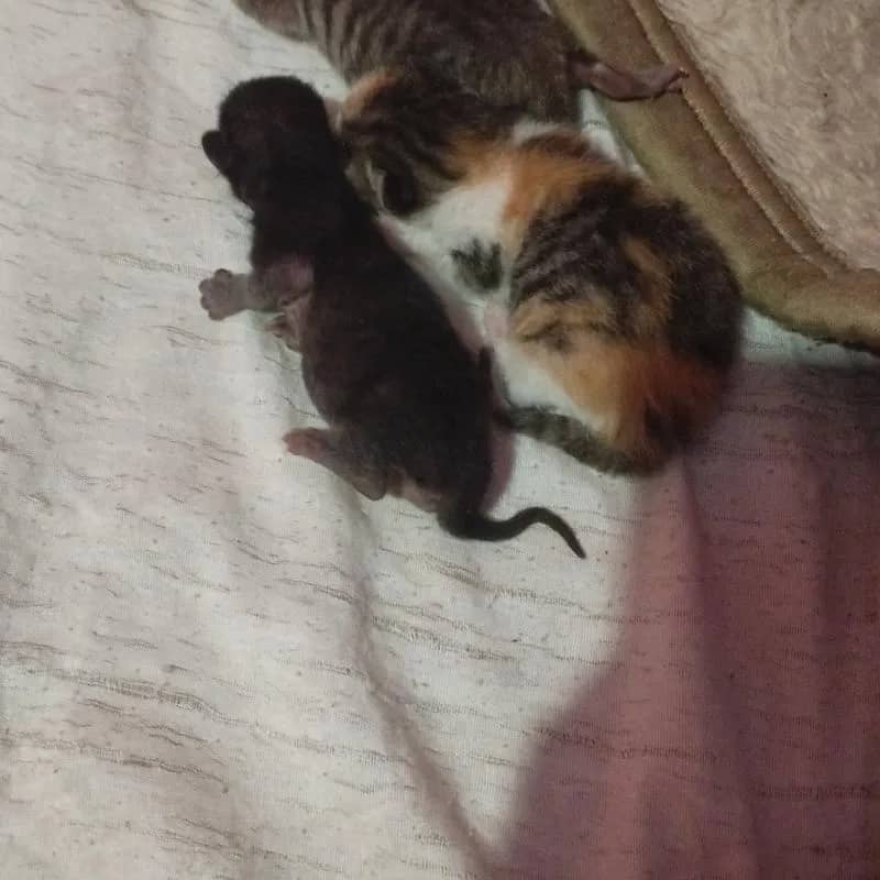 Imagem da campanha Teclado