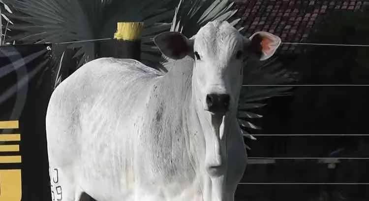 Imagem da campanha Para auxiliar Carlos Eduardo, vulgo ‘Pé de Égua’, a realizar duas cirurgias no joelho.