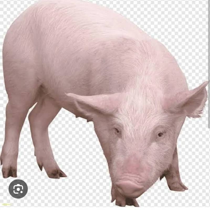 Imagem da campanha Rifa de 1 leitoa