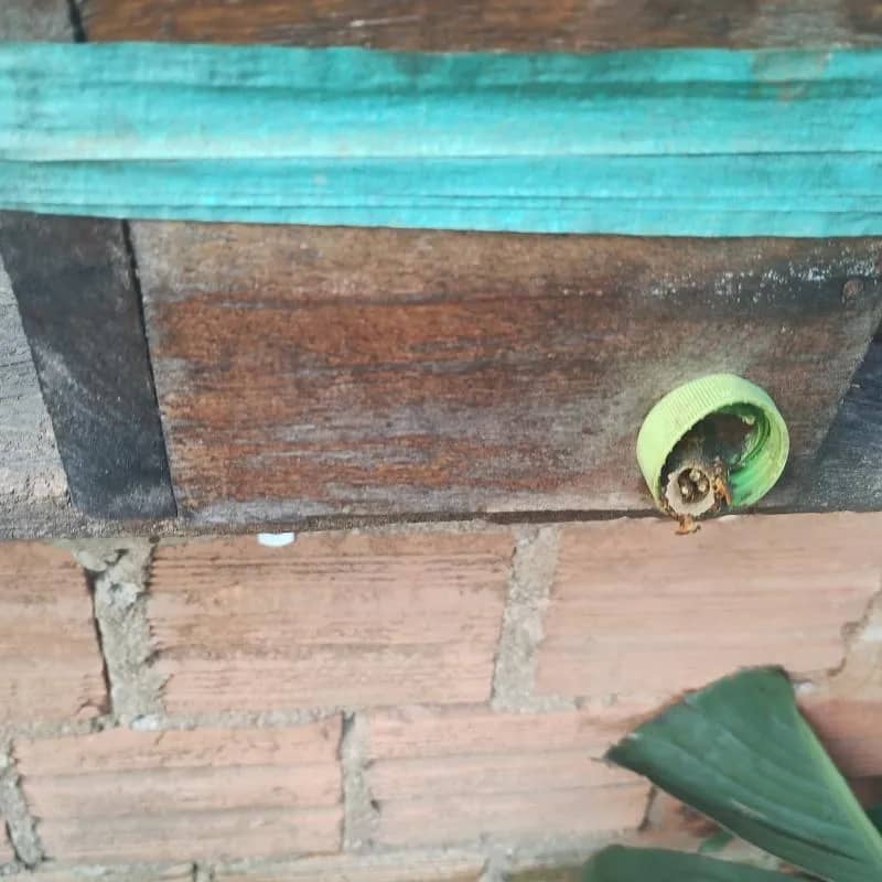 Imagem da campanha SORTEIO DE UM EXAME DE ABELHA JATAÍ