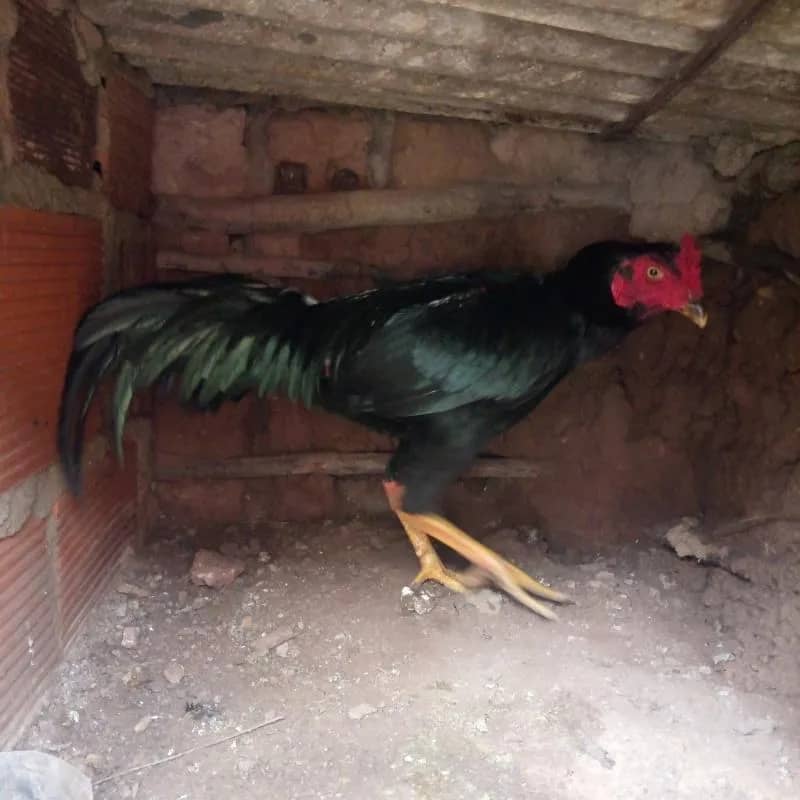 Imagem da campanha Galo combatente