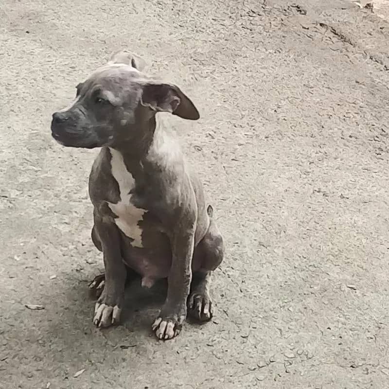 Imagem da campanha Filhote de Pitbull Macho Blue tiger