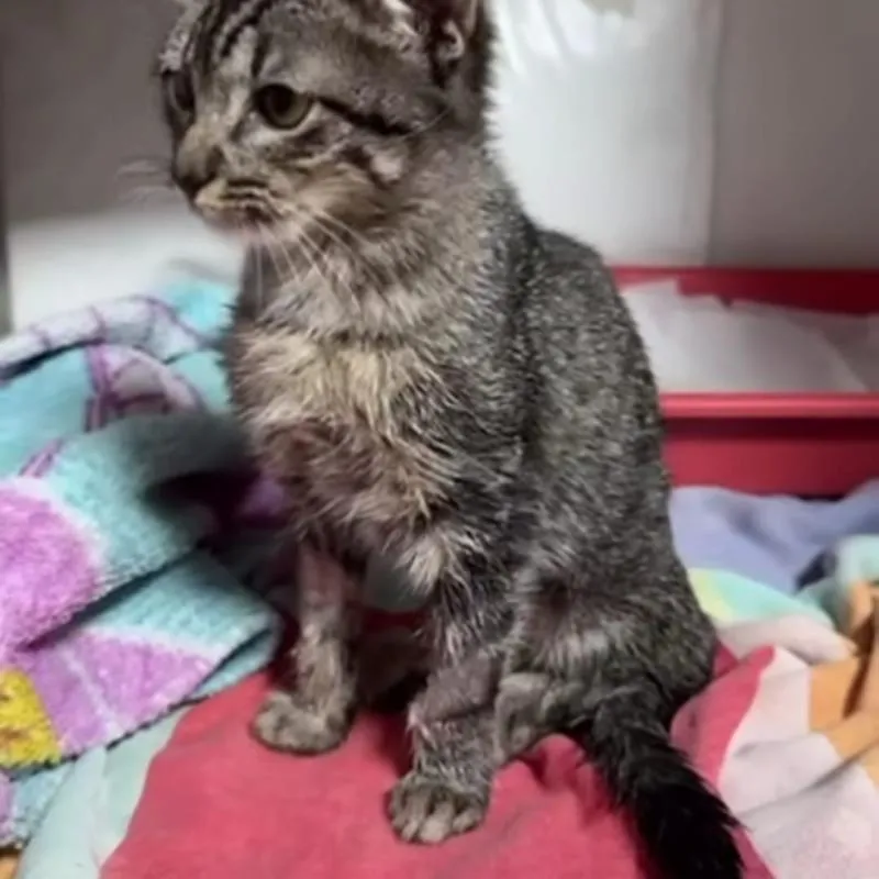 Imagem da campanha Ajude a Dandara 🐱🩺