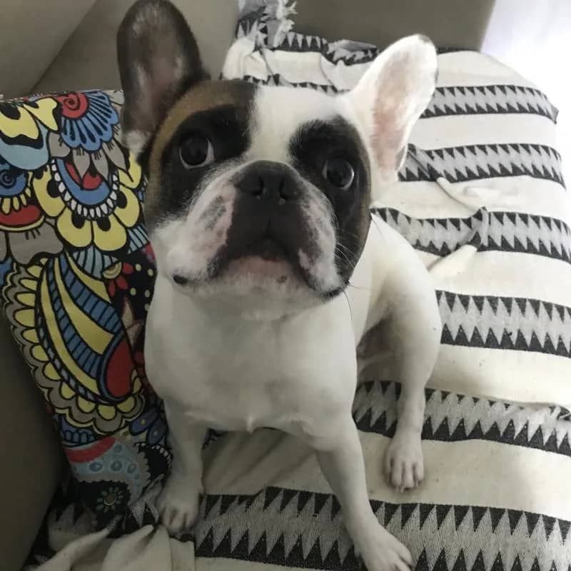 Imagem da campanha Ajude o Tobias