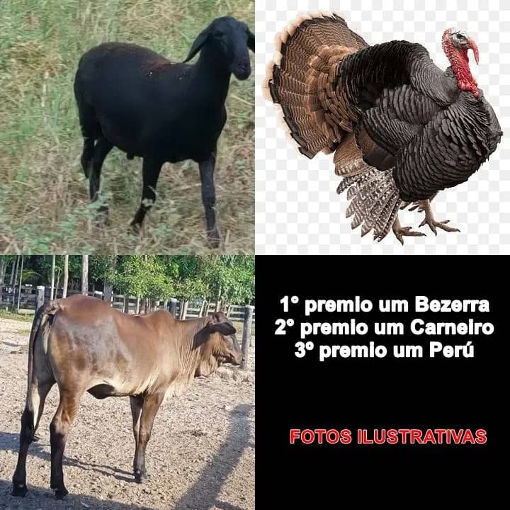 Imagem da campanha AÇAO BENEFICIENTE PRA AJUDAR NO TRATAMENTO DO ADÃO PONCIANO