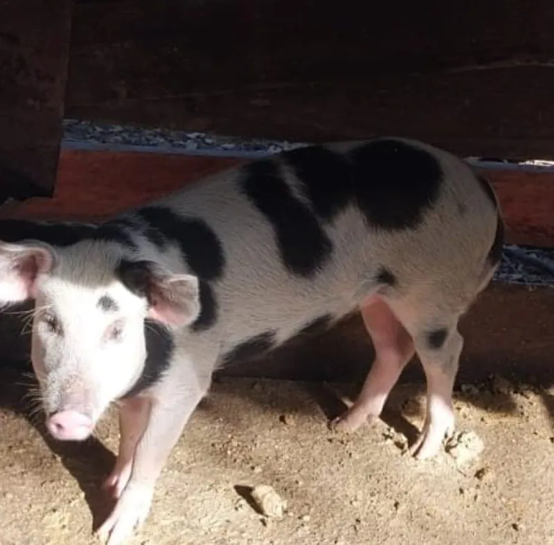 Imagem da campanha Rifa leitoa