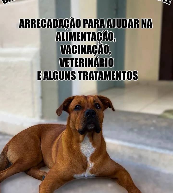 Imagem da campanha Rifa mascote