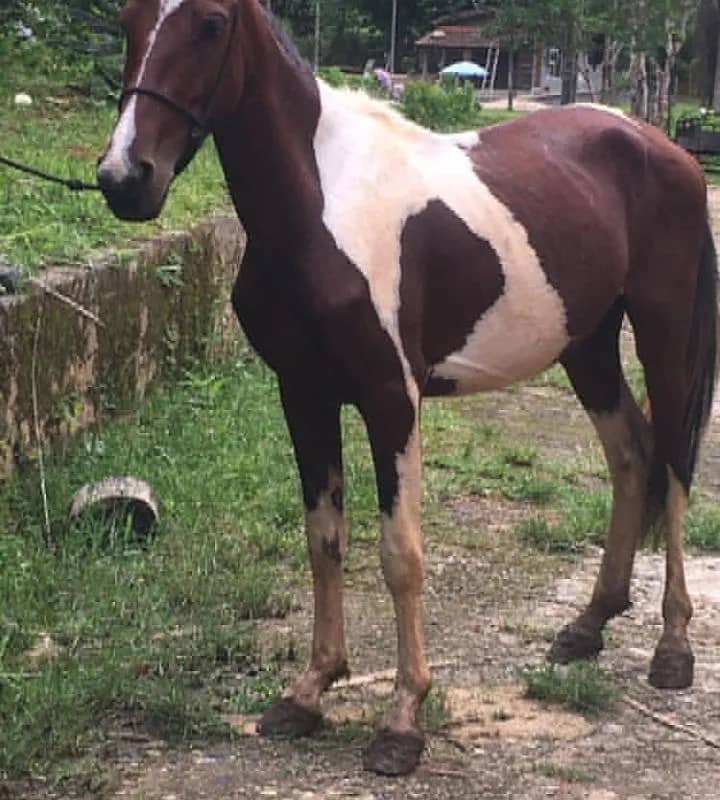 Imagem da campanha Rifa de um cavalo pampa inteiro,tem aproximadamente 3 a 5 anos,domado