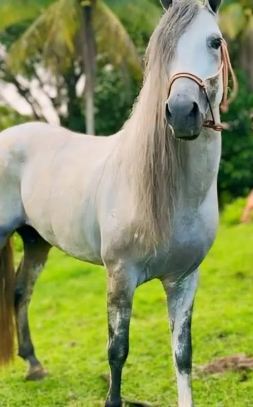 Imagem da campanha Cavalo mangalarga marchador registrado