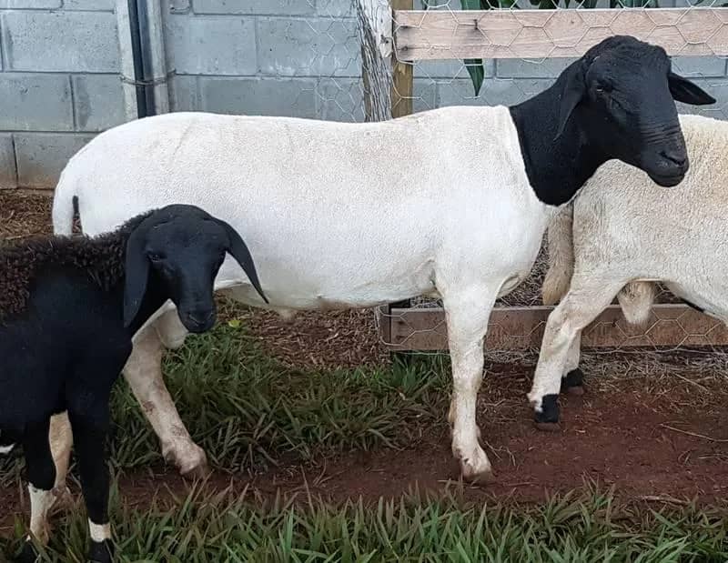 Imagem da campanha Rifa um carneiro