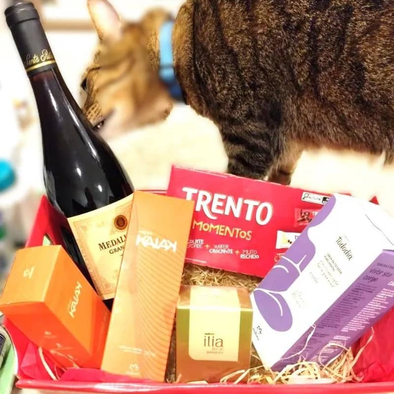 Imagem da campanha Gatinhos MaJu