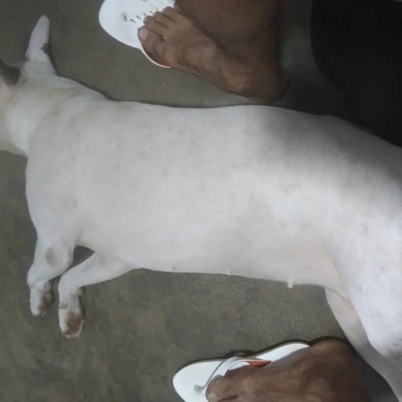 Imagem da campanha Cachorro