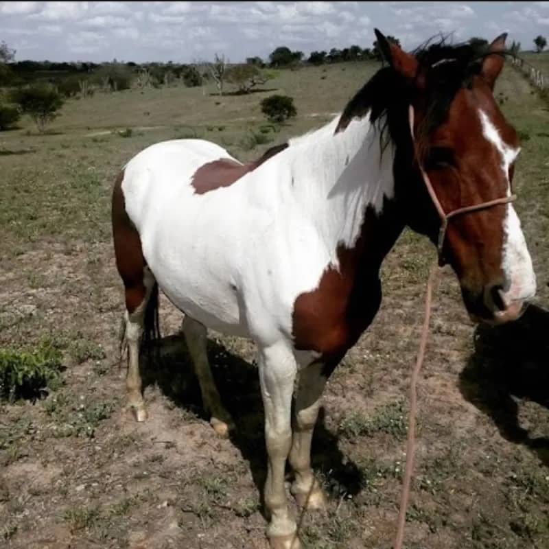 Imagem da campanha Rifa Cavalo Pampa