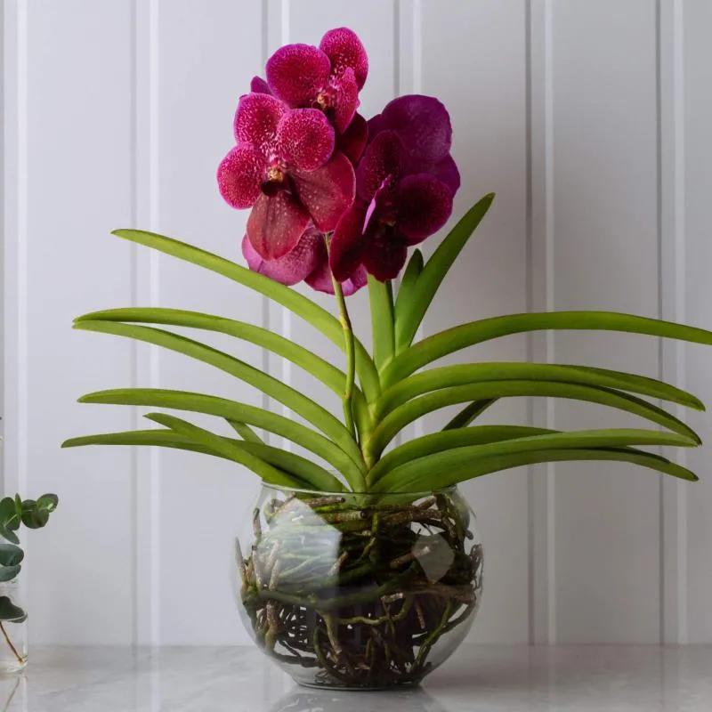 Imagem da campanha RIFA DE UMA ORQUÍDEA VANDA