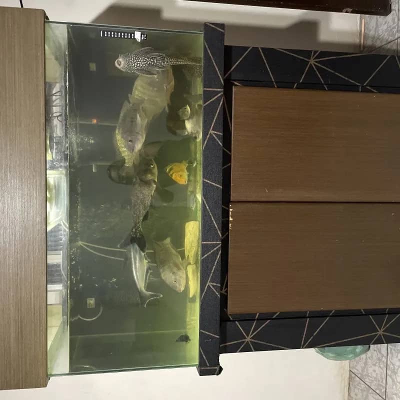 Imagem da campanha Aquário Jumbo