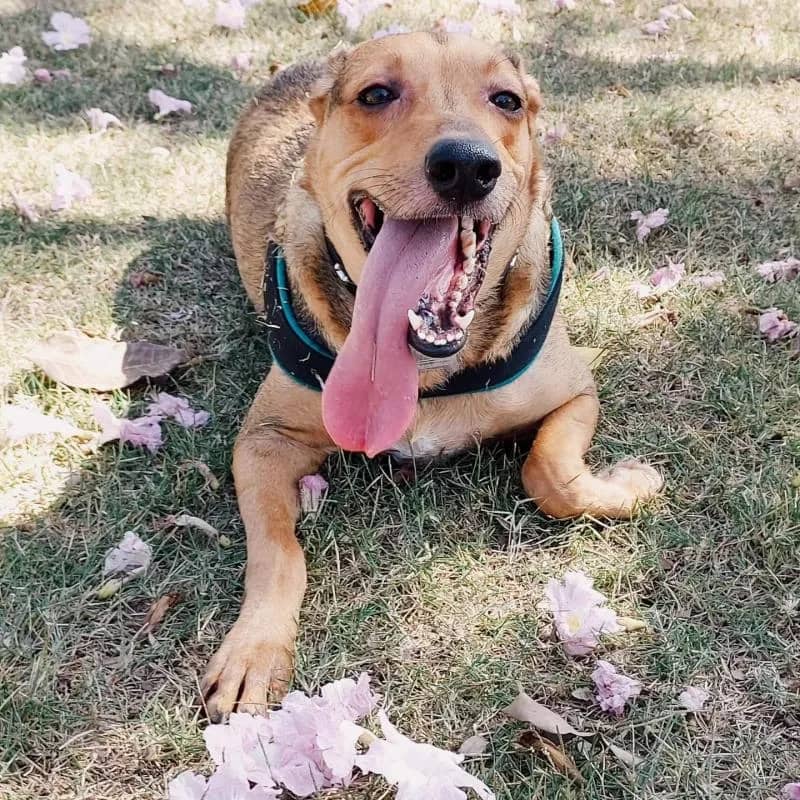 Imagem da campanha Ajudem com o tratamento do BIG