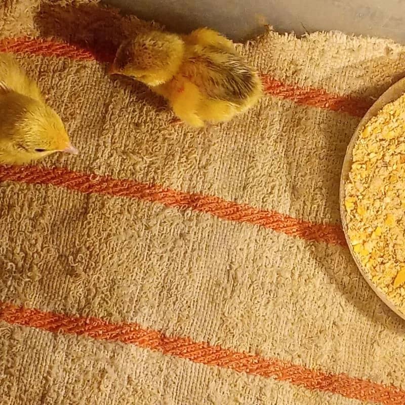 Imagem da campanha Codorna