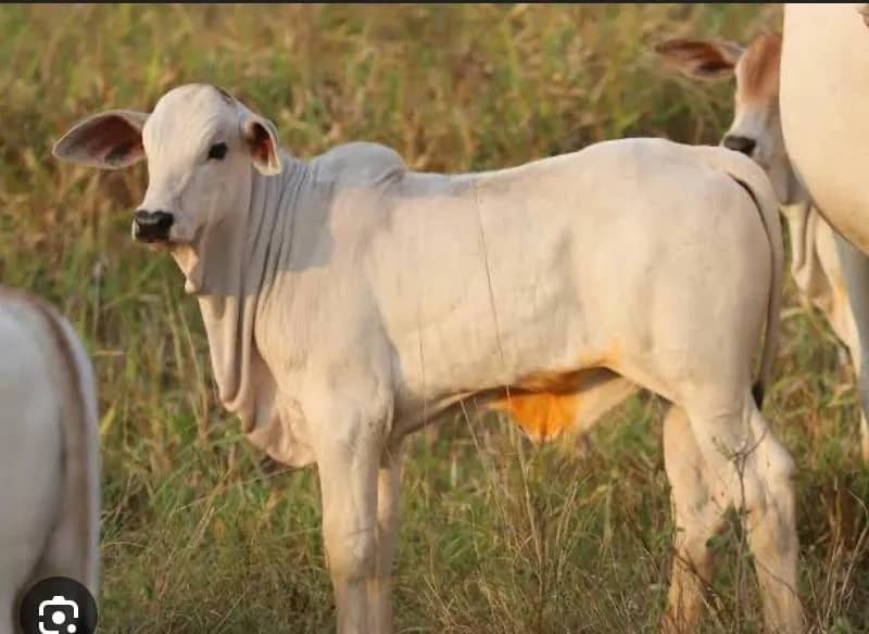 Imagem da campanha Tratamento Rodrigo