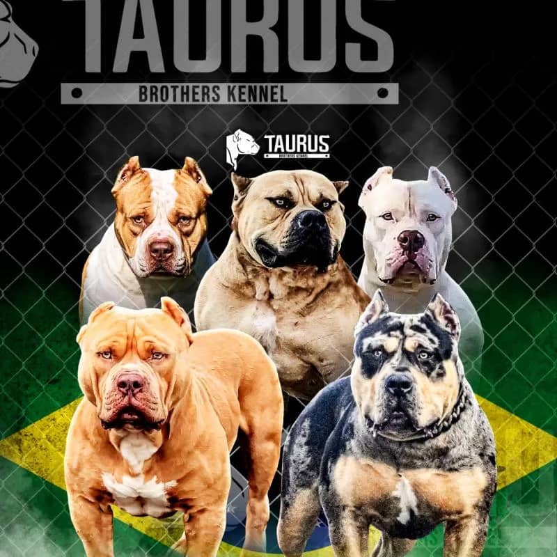 Imagem da campanha Filhote de Pitmonster