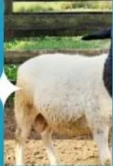 Imagem da campanha Rifa solitária