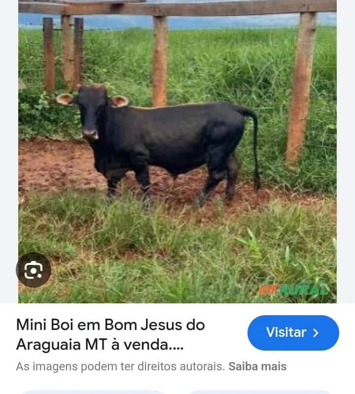 Imagem da campanha Órtese craniana Anthony