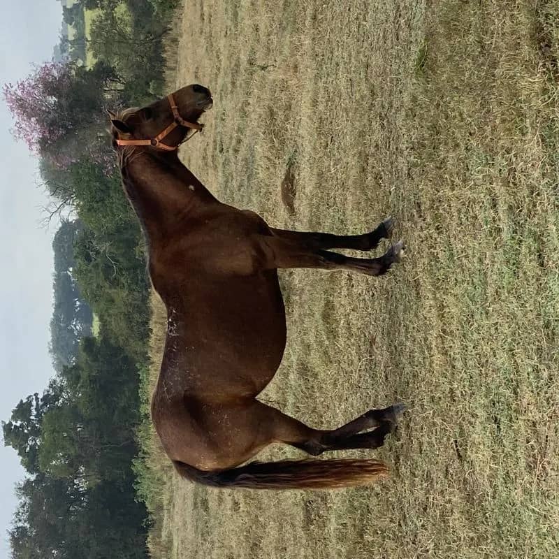 Imagem da campanha ÉGUA QUARTO DE MILHA