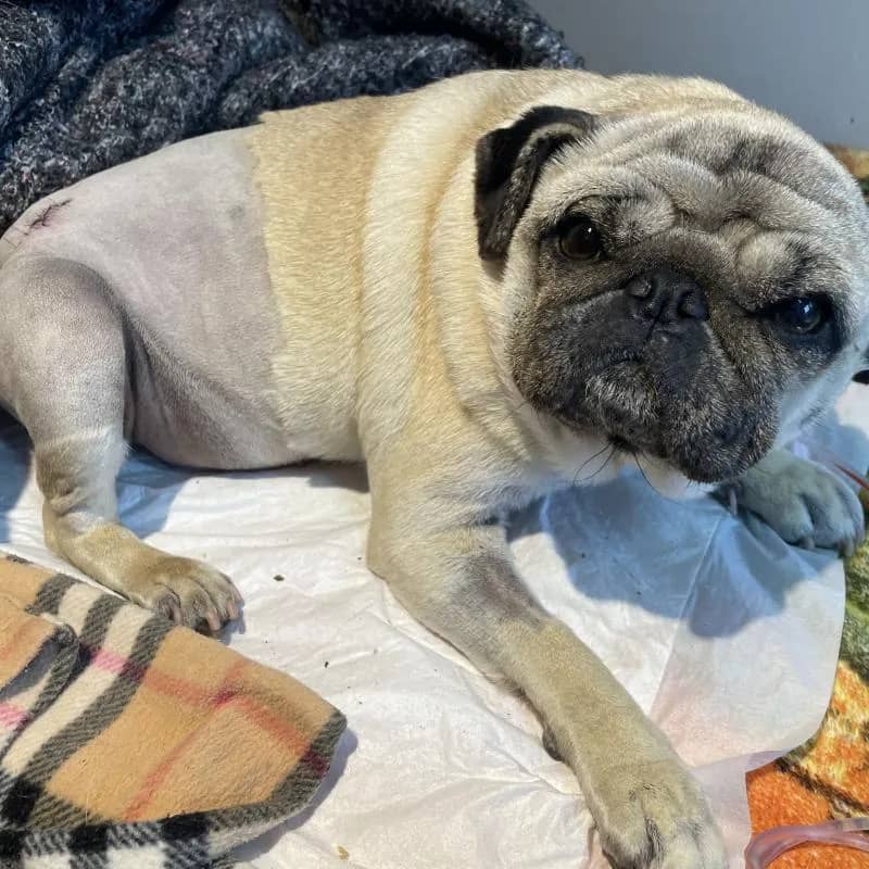 Imagem da campanha Rifa da meg