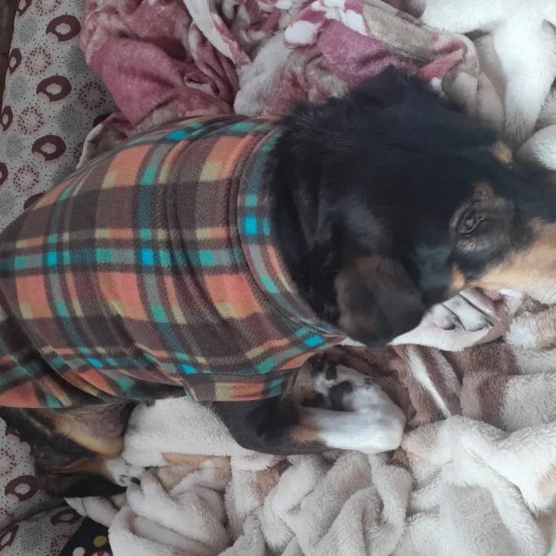 Imagem da campanha Rifa solidária. Pra pagar custos de consulta e exames.