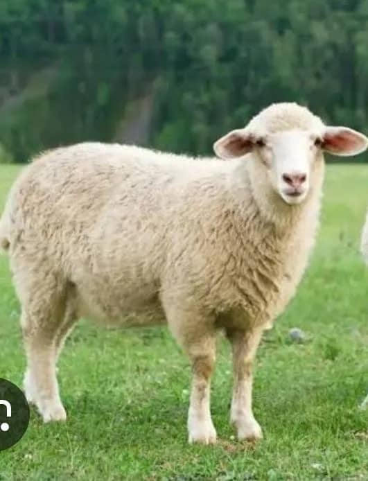 Imagem da campanha Ação entre amigos