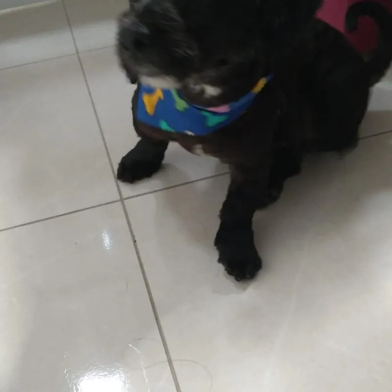 Imagem da campanha Cirurgia do Snoopy