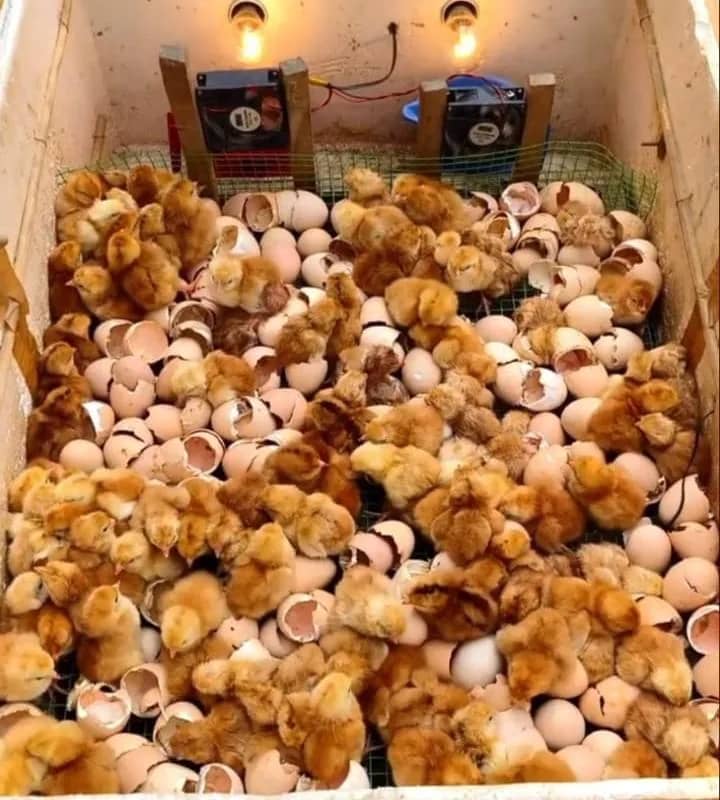 Imagem da campanha Chocadeira para até 200 Ovos de isopor