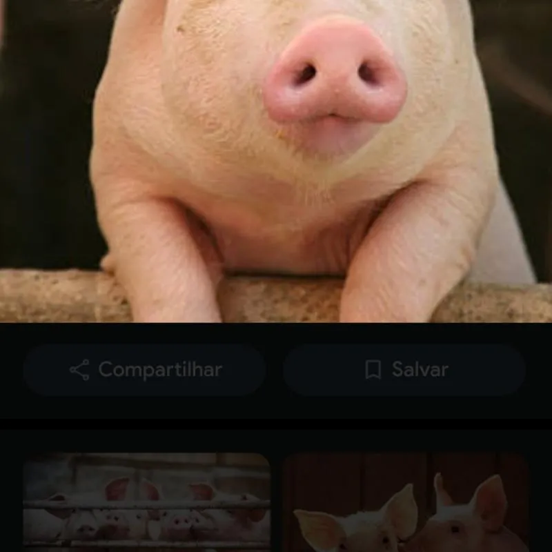 Imagem da campanha Rifa de um leitão