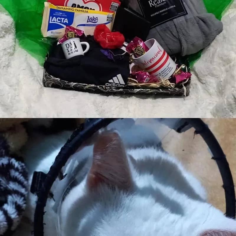 Imagem da campanha Rifa de dia dos pais para tratamento do gatinho Tyr 🐱