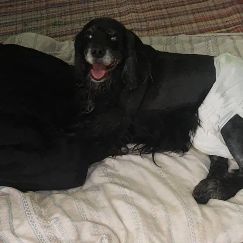 Imagem da campanha Ajude a Zaira