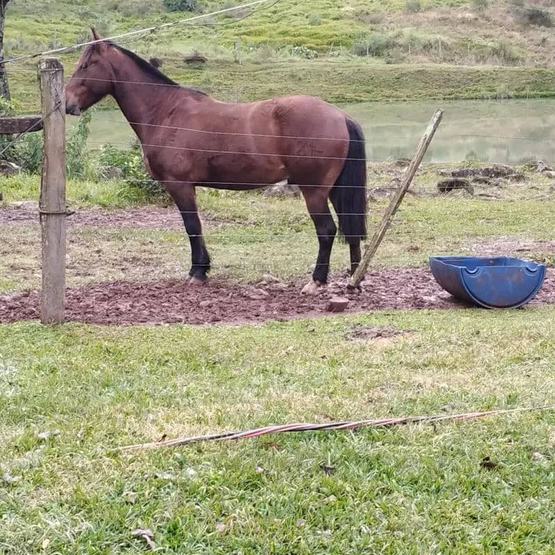 Imagem da campanha Cavalo crioulo manso resenhado