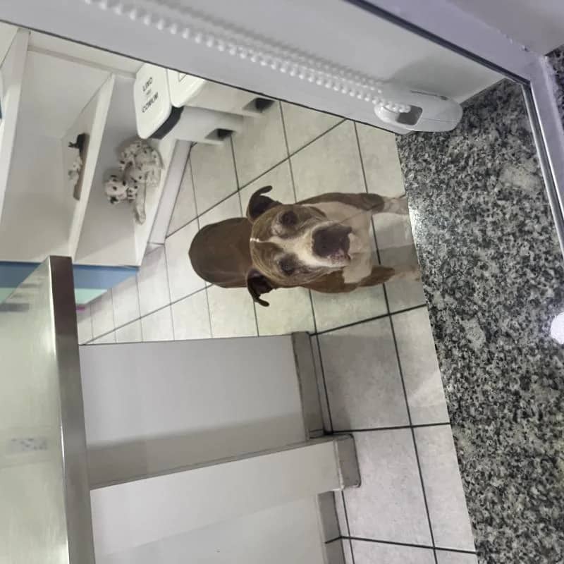 Imagem da campanha Ajude no tratamento do Palu